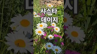 샤스타데이지 꽃이팡팡 ~ 바로위 클릭하면 풀영상 ~