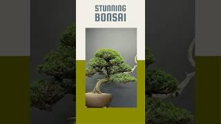 This stunning bonsai is known for its rugged deadwood #bonsai #juniper #heronsbonsai