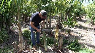 Em São Miguel do Iguaçu, família produz 500 mil pés de palmito pupunha