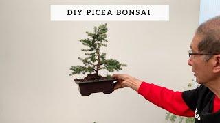 DIY Picea Bonsai