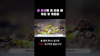 봄 출생 화 없는 사주 이것 보고 따라하세요 #사주 #사주풀이