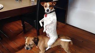 These Weird Dogs will have you LAUGHING in no time!