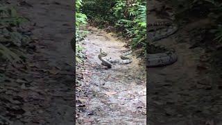 King Cobra Meets Python || ViralHog