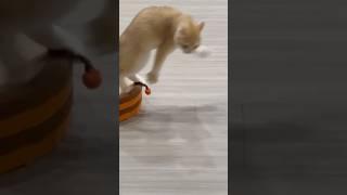 皮卡威猛 #cat #貓眼觀察室 #貓咪 #喵哥是萌新 #pets #貓跳台 #寵物 #貓咪日常 #cute #寵物友善日常