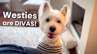 5 things that make Westie Dogs LOVABLE ️