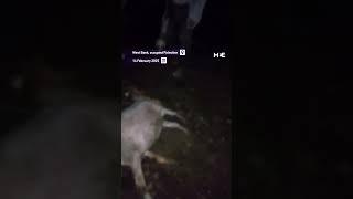 Israeli settlers kill 16 sheep owned by Palestinians in the occupied West Bank
