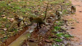 Poor baby monkeys in Sovanna group has strong attack from big trop, Poor monkey was escape from..