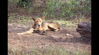 Wild dogs of the Ripley Valley - "The Dogs are Back"