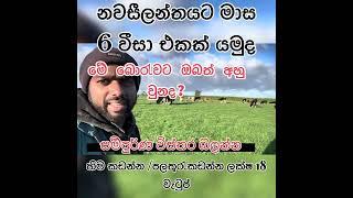 මාස 6ක වීස එකකින් නවසීලන්තයට මේ බොරවට ඔබත් අහුවුනාද?