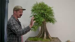 Bonsai 103: Fertilizer, Synthetic vs. Organic