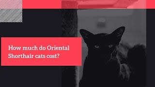 How Much Do Oriental Shorthair Cats Cost