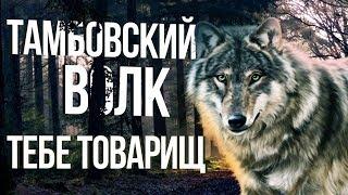 Кого называют тамбовским волком. Что означает выражение тамбовский волк тебе товарищ.