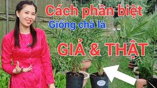Hướng dẫn chọn giống cây chà là ||phân biệt cây thật cây giả ||0358392227