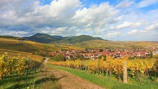 Traumhaft schön...           Impressionen, Südliche Weinstraße im Herbst.