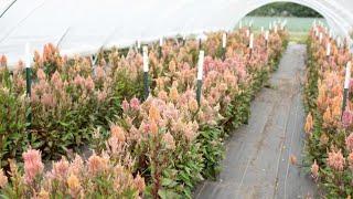 Celosia Greenhouse Tour