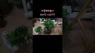 #리갈제라늄 #물먹는하마  #베란다정원 #베란다가드닝 #식집사 #shorts #식물