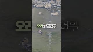 Dancing Queen│오리들의 아이돌급 칼군무 