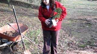 Learn How To Properly Plant an Alberta Spruce in a Landscape Setting