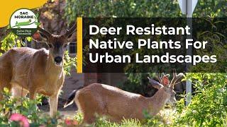 Deer Resistant Native Plants For Urban Landscapes​