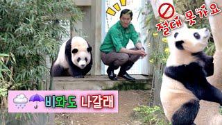 후이바오 비와도 나간다고 난리치고 실내 절대사수하는 루이바오 할부지 진땀이 흐른다 25.04.09