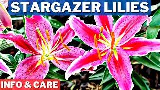 Stargazer Lilies Info and Care | How To Grow Stargazer Lilies | Stargazer Lily Bulb Planting