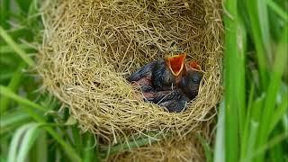 Baby Birds Poop in Nest for Mom Bird to Eat#shortsvideo #shorts