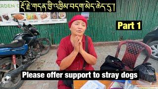 Ani Gayang Lhamo || Feeding The Voiceless - Stray Dogs || BodhGaya || part 1 || Tibetan Vlogger