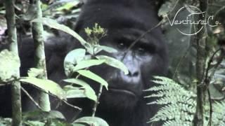 Gorilla Trekking with Venture Co