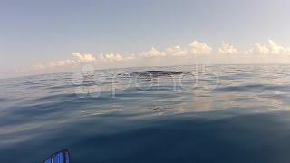 Blue Whale Underwater. Stock Footage