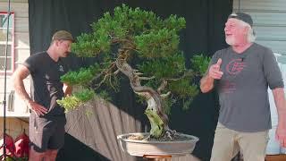 Reviving a Historical Prostrata Juniper: Featuring Guy Guidry and Randy Bennett