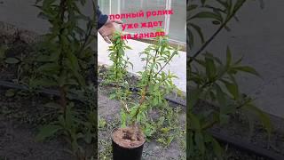 посадка садовых деревьев #сад #садоводничество #огород #дача #колоновидныедеревья #вишня #слива