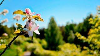 Attaining the Characteristics of the Most Merciful (Rahman) | Mufti Abdur-Rahman ibn Yusuf