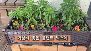 봄빛가드닝- 가성비 좋은 플랜트박스에 화초가꾸기/여름철 화초관리/여름꽃/야생화