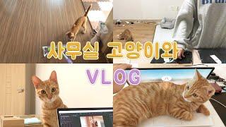 [VLOG] 개인 사무실 고양이 브이로그｜경계냥과 개냥이의 사이