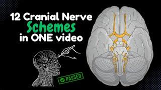 Watch This to Memorize ALL 12 Cranial Nerves