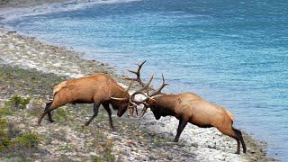 Huge Elk Bull's Epic Fight For the Toughest Elk Rut Territory