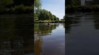 Rolo in the river (again )