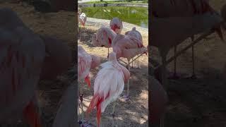 I don’t think this flamingo likes being bothered in the morning.