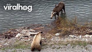 Mother Moose Chases off Grizzly Bear || ViralHog