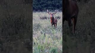 Мощные рога у оленя, рев оленя, rykowisko 2024 #алень #deer #hunting #rykowisko2024 #wildlife