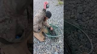 Is this the best way to kill a salmon? was it humane?