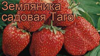 Земляника садовая Таго (fragaria ananassa)  земляника Таго обзор: как сажать рассада земляники Таго