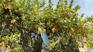 This Desert Gardening Method Produces Insane Yields AND Reduces Pests!