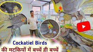 12 Portion Cocktail Birds Setup Breeding Progress|| मटकियों में दिखे कॉकटेल बर्ड्स के खूबसूरत बच्चें