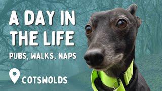 A day in the life of my whippet || The Cotswolds || VLOG #2