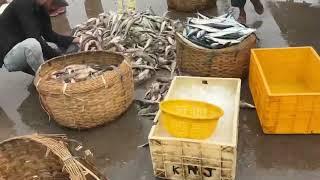 Wholesale Fish Market Mumbai | Bhaucha Dhakka | Ferry Wharf