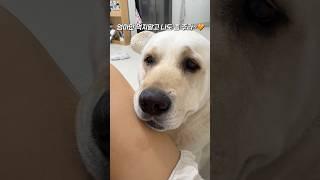 엄마 한입만!!! #강아지일상 #retreiver #나눠먹자