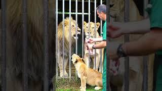 Feeding Time at the Zoo: Lion Family Enjoys Fresh Meat #lionlove #tinylions #bigcatweek #lionhead