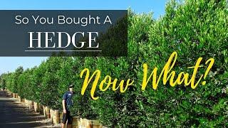 So You Bought A Hedge, Now What? - An Easy Care Guide For Hedge Material