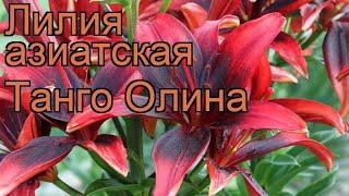 Лилия азиатская (lilium asiatic olina)  азиатская лилия обзор: как сажать, луковицы лилии